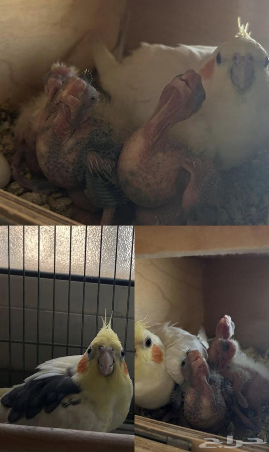 Crown walnut product with 3 chicks64498550334978112