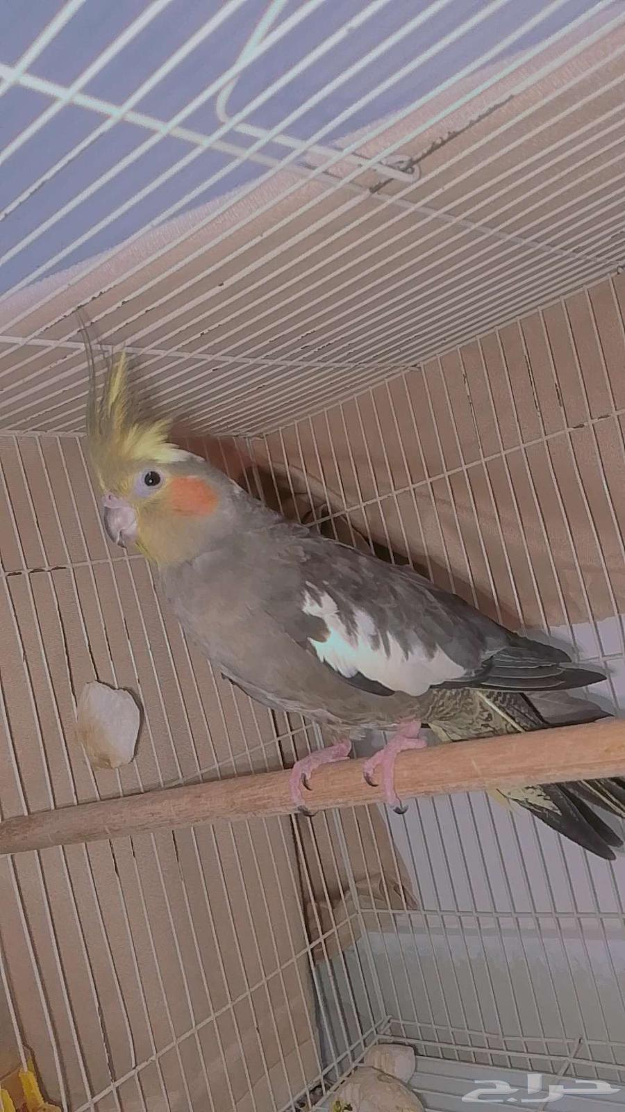 سلام عليكم جوز كروان فاخر النثئ منتجه مشاءالله اذكر متكلم64679623746563113