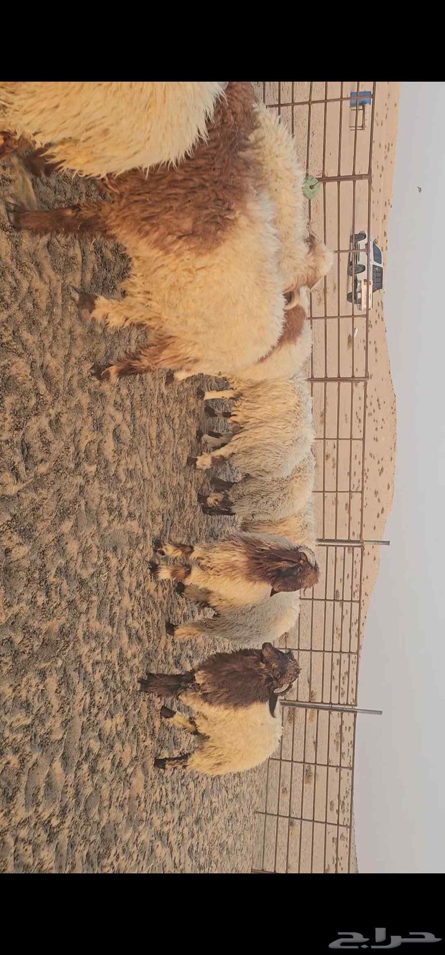 للبيع 10 خرفان فل الفل64679524174339114