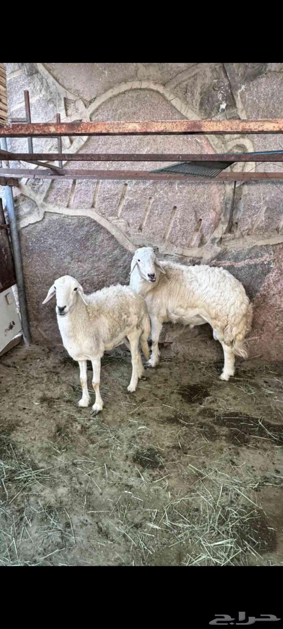 للبدل او للبيع تم البيع64622191120385111