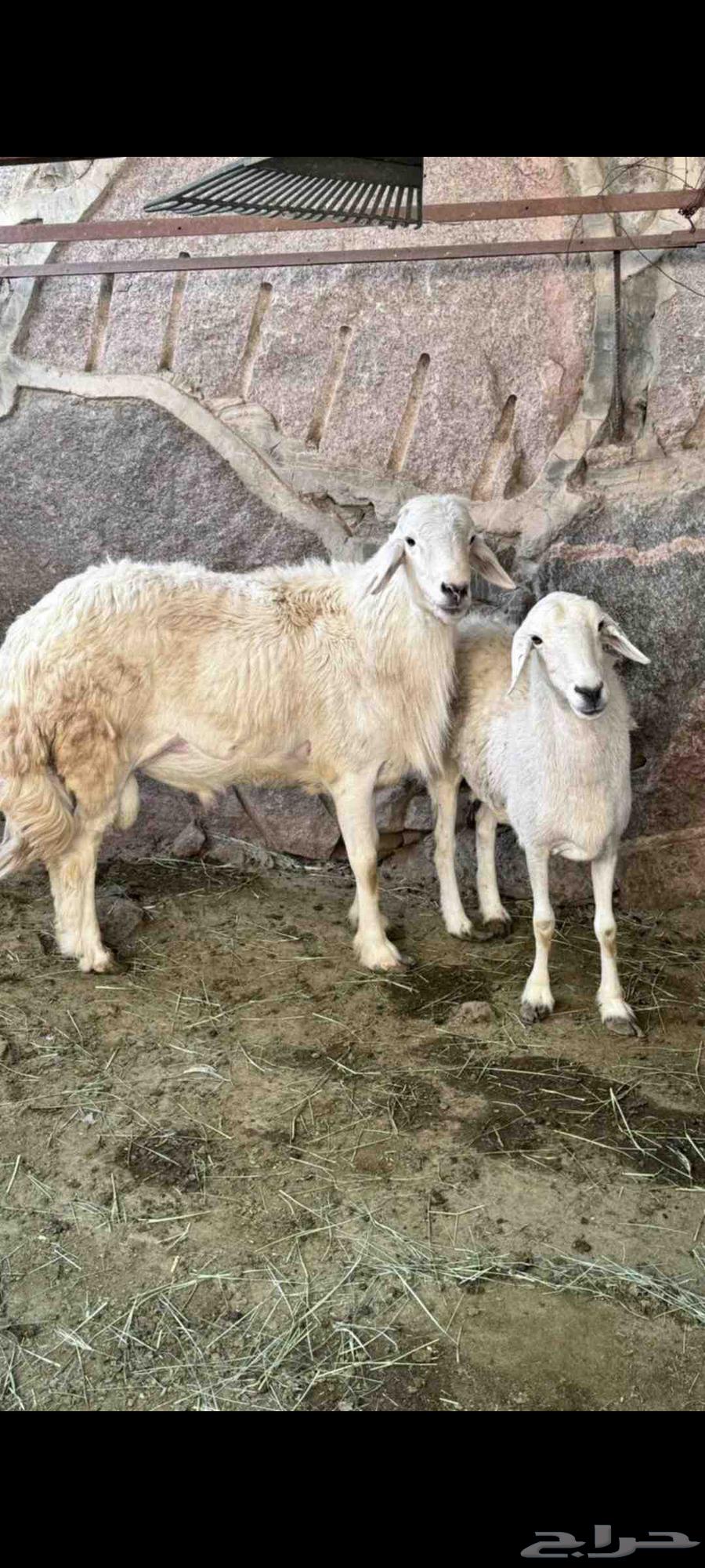 للبدل او للبيع تم البيع64622191120385110