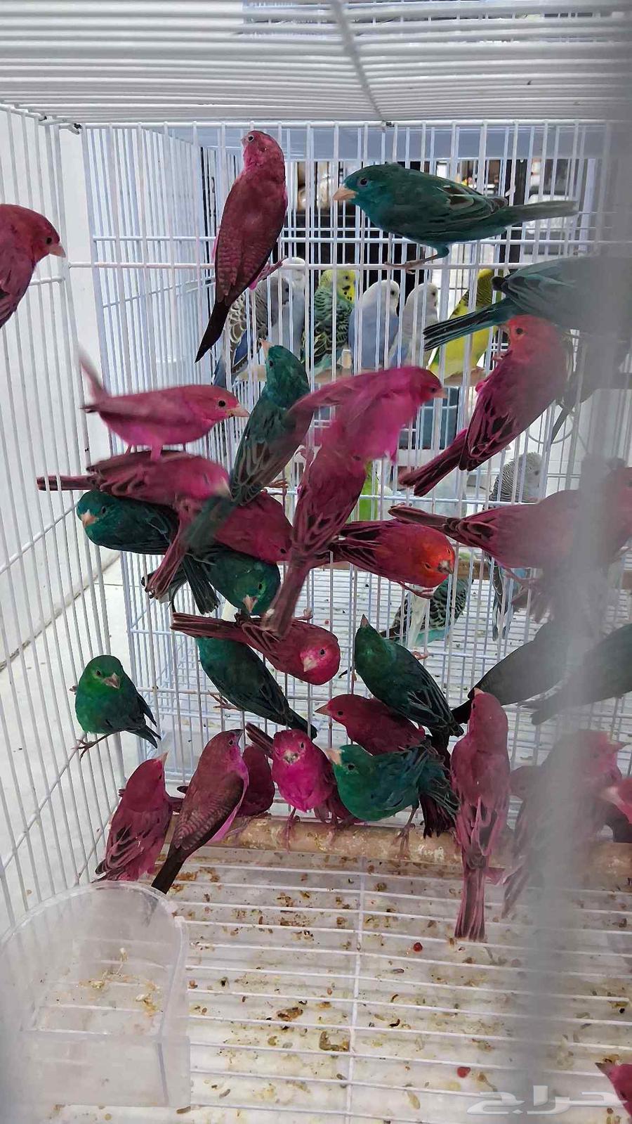 ازواج زيبرا كميات كبيره64677112508929114