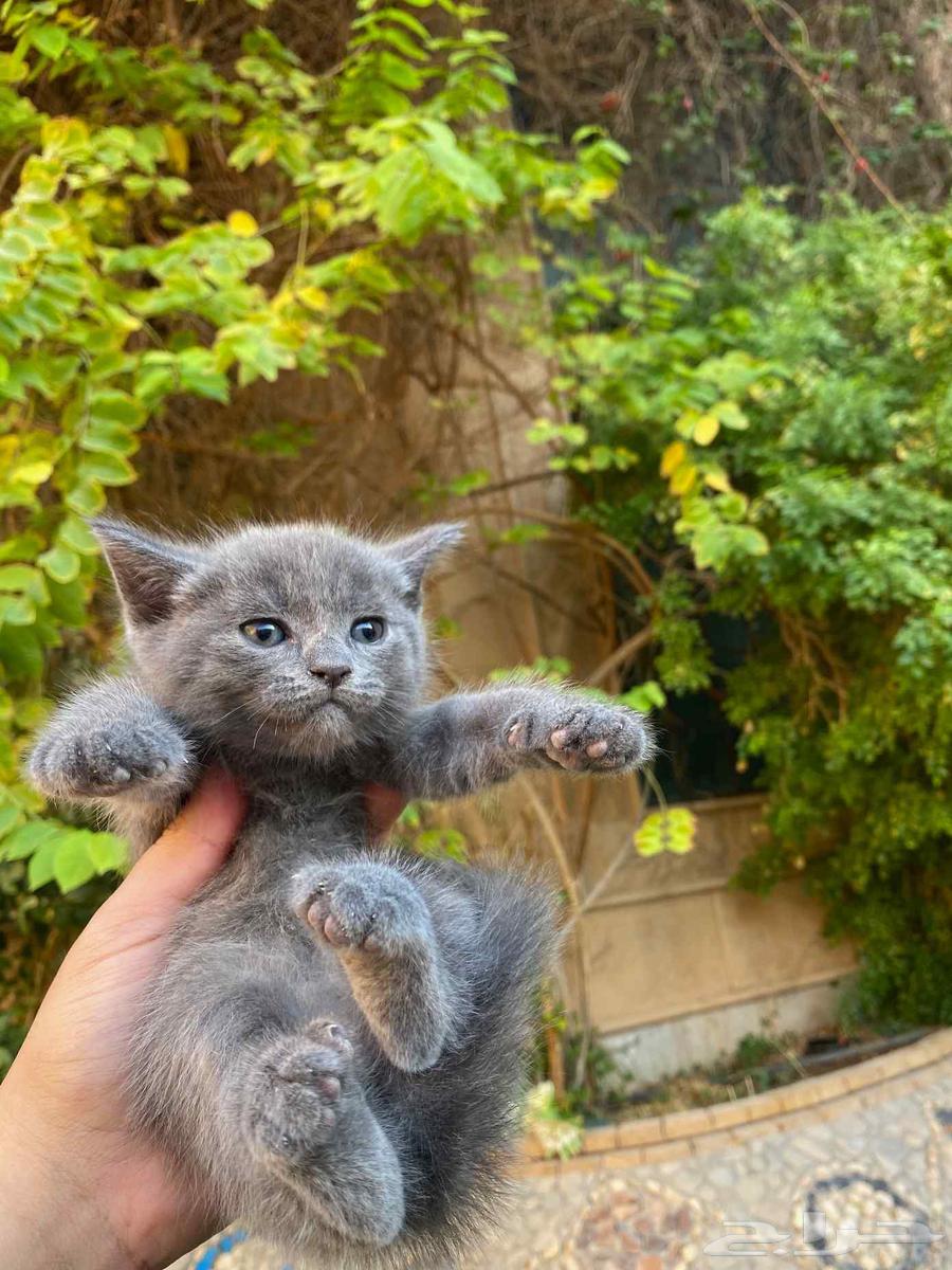 Scottish Fold Kittens, Fully Vaccinated and Trained, for Sale – No Adoption Available64681919450369114