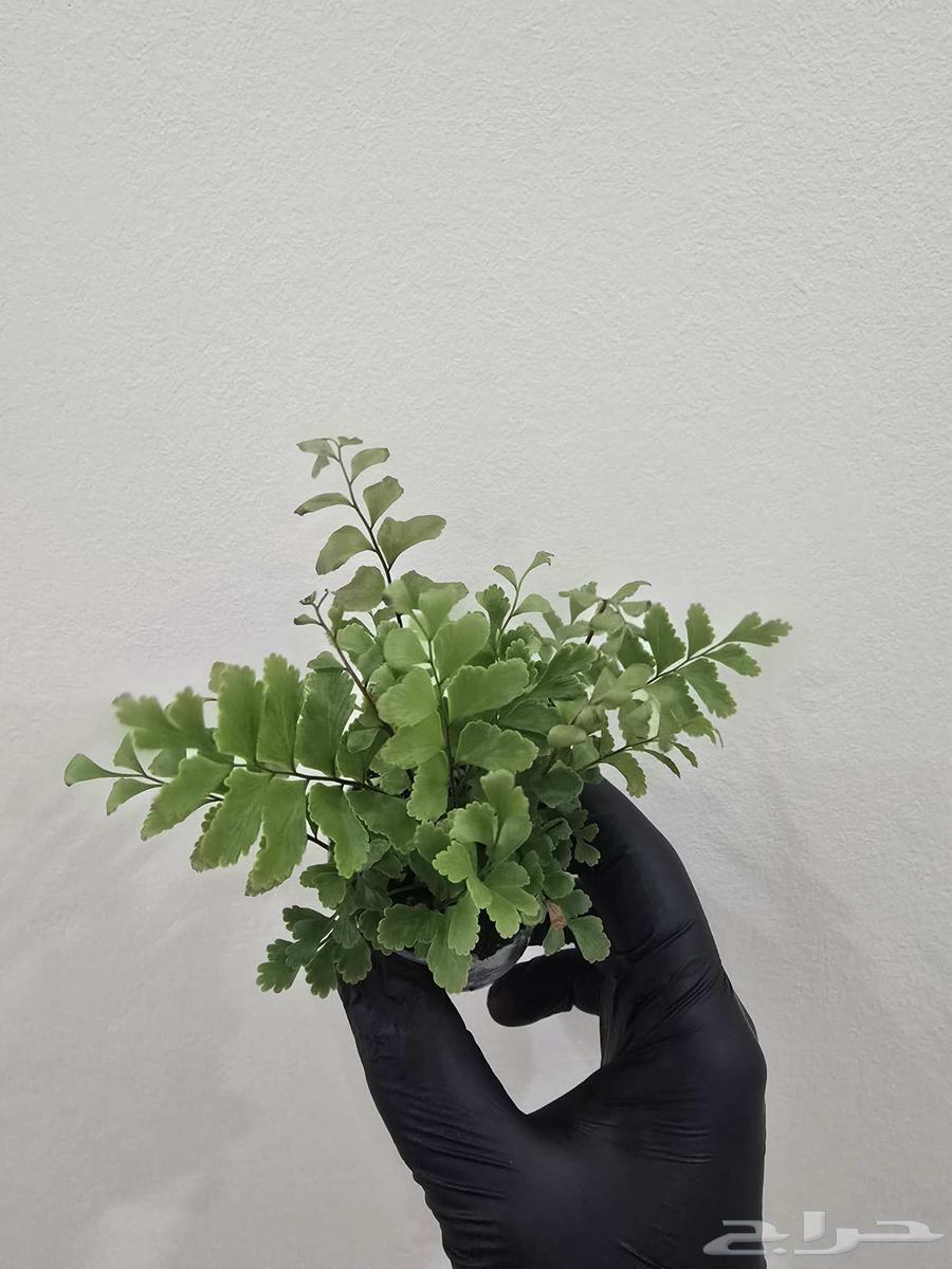 نباتات تيراريوم متنو عة64680149094530111