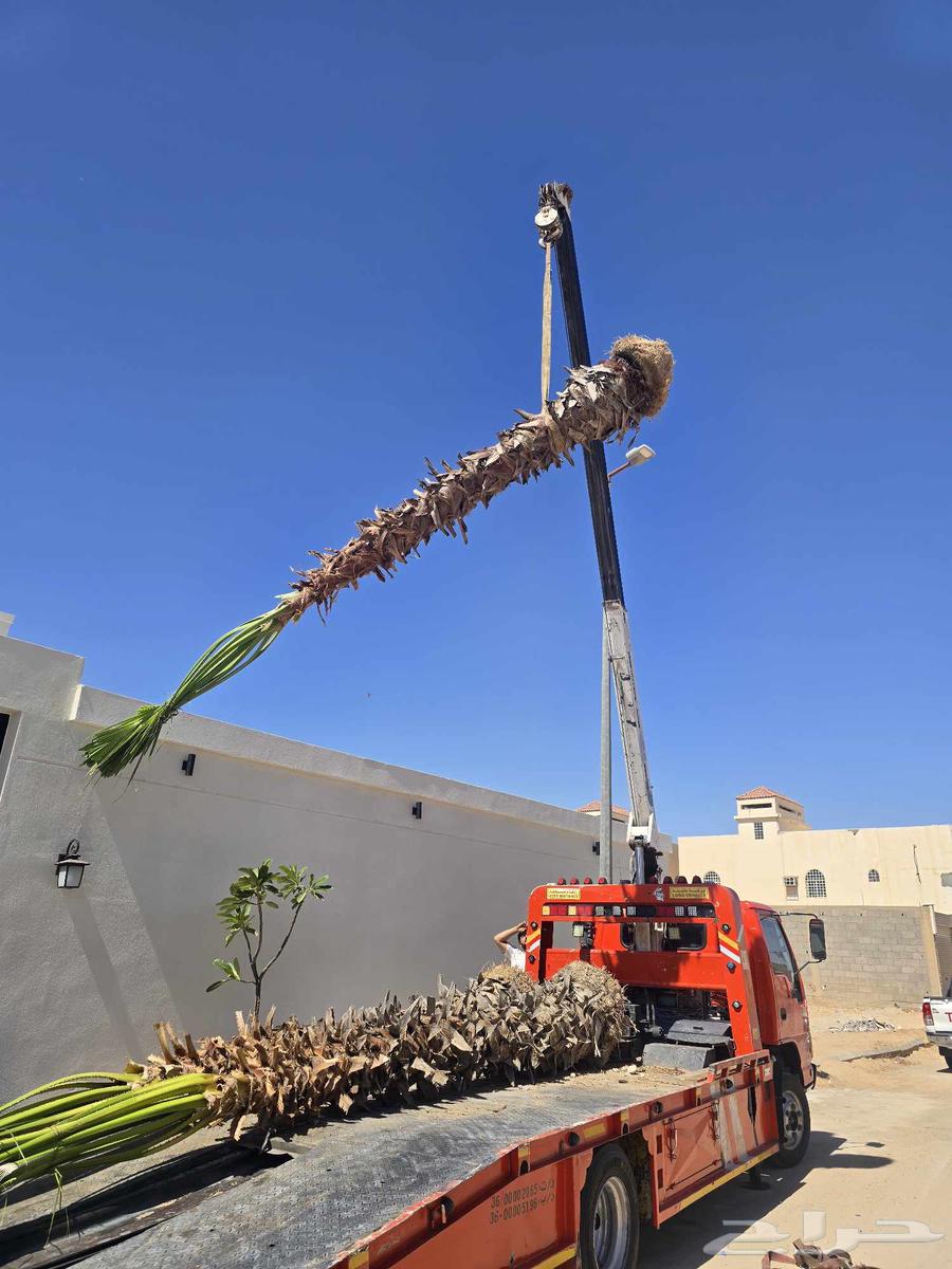 Supply and installation of all types of palm trees and installation of fences64168917650691111