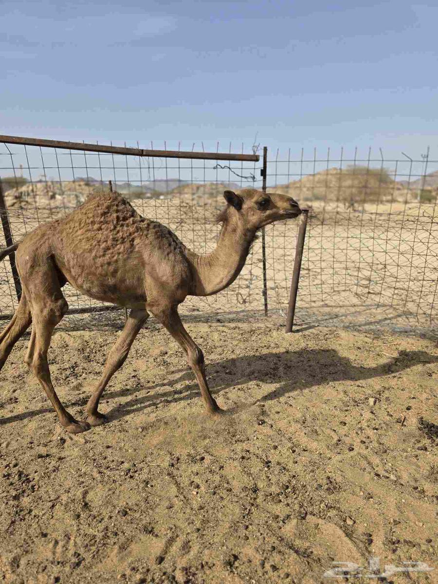 For sale: A 3-month-old male goat suitable for breeding and raising. Subject to conditions.64681678660355110