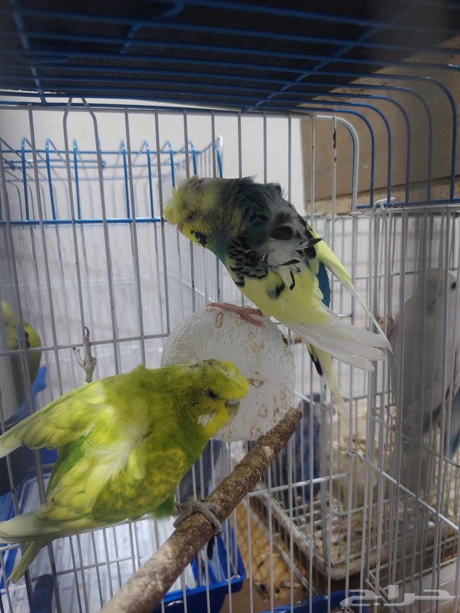 للبيع المستعجل سسب البيع السفر لمنطقة ثانية والطير جاهز64684403806209110