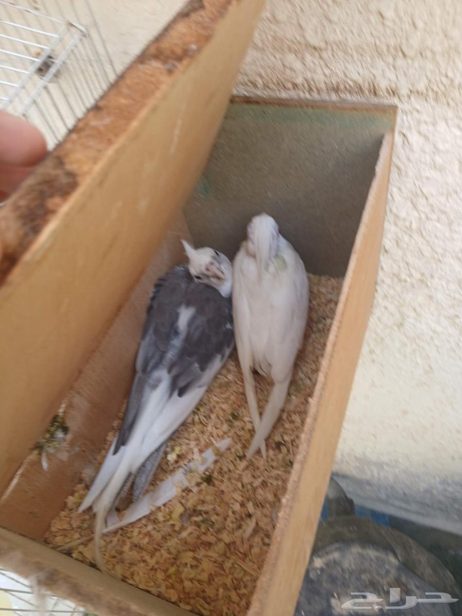 طيور وببغاء64679286407810111