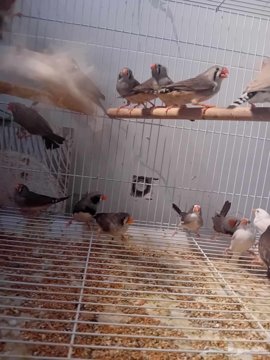 زيبرا هولندي64682990566274112