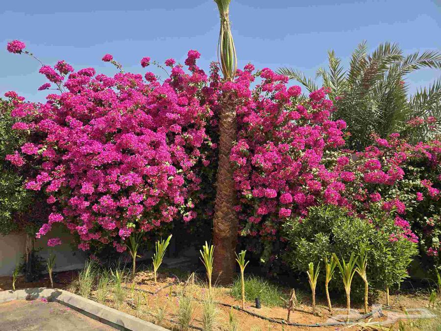 Garden Design and Implementation64169993616643112