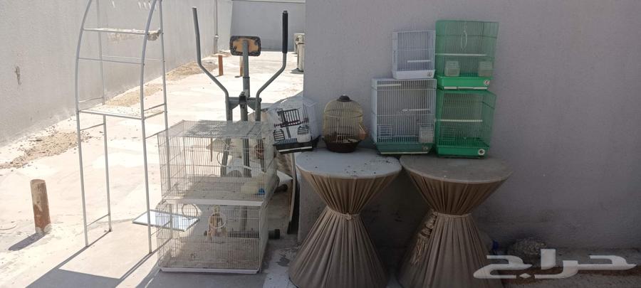 للبيع مشربات وشبوك للطيور64679511725187112