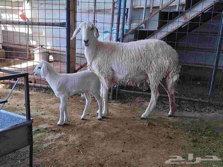 First-degree virgin mare with a foal at foot, with a condition: the foal is a male colt.64679449900931110