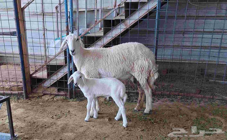 First-degree virgin mare with a foal at foot, with a condition: the foal is a male colt.64679449900931112