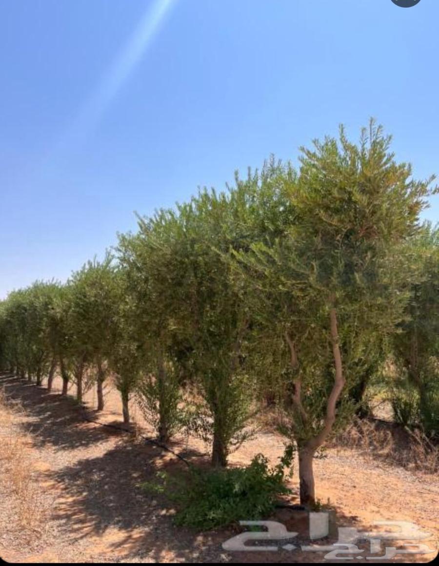 ياوج لدين جميع انواع المقاست اشجار64171622861059113