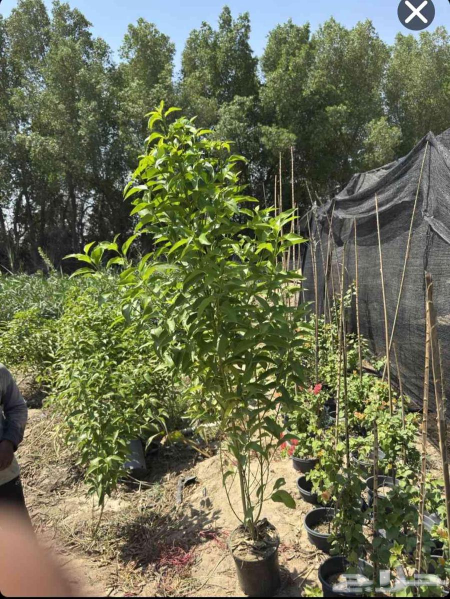 ياوج لدين جميع انواع المقاست اشجار64171622861059111