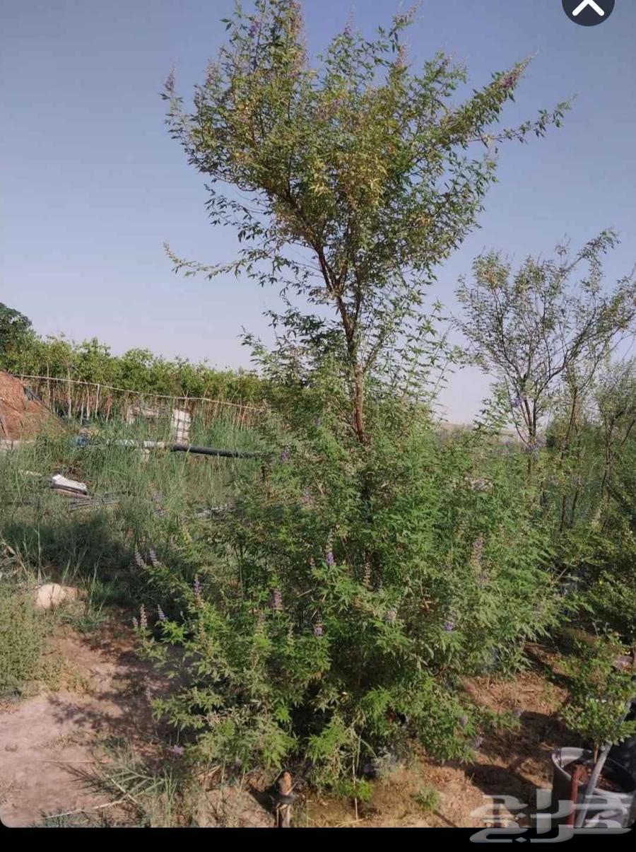 ياوج لدين جميع انواع المقاست اشجار64171622861059110