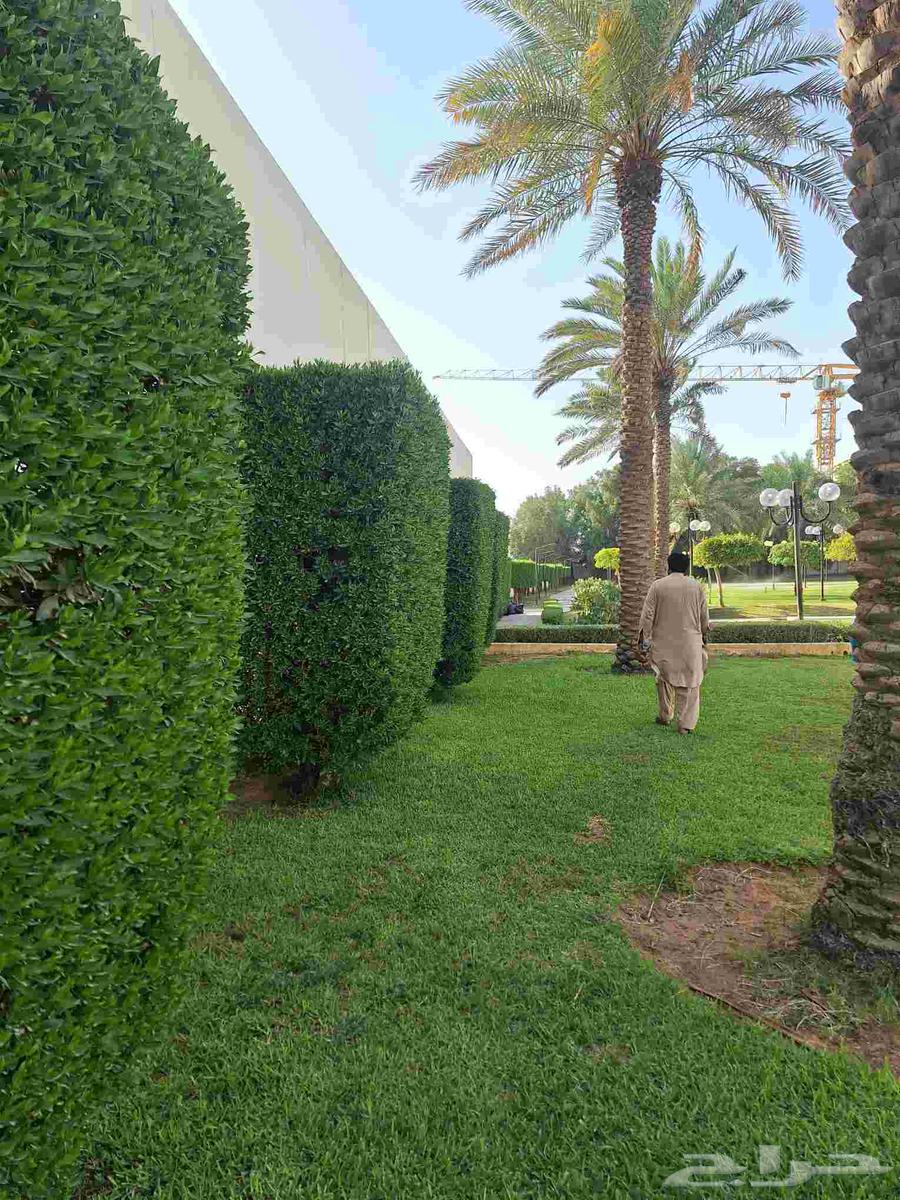 تنسيق حدائق وشبكات ري وشتلات وزهور64170692843137113