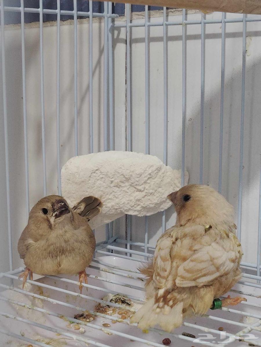 جوز زيبرا اورانج بفروخه (تم البيع )64616289176834110