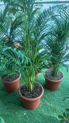 تنسيق حدائق بالرياض64192625155842110