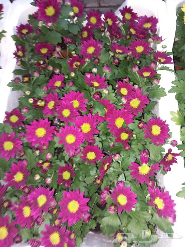 تنسيق حدائق بالرياض64192625155842111