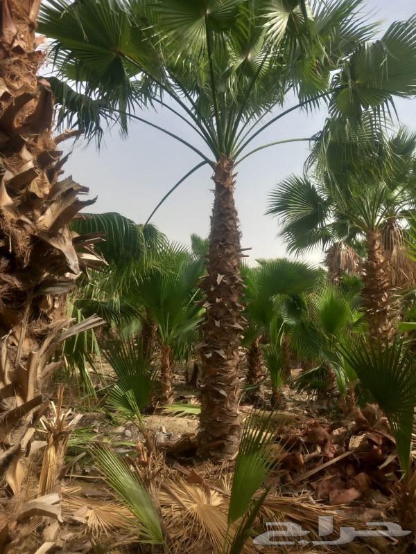 تنسيق حدائق بالرياض64192625155842113