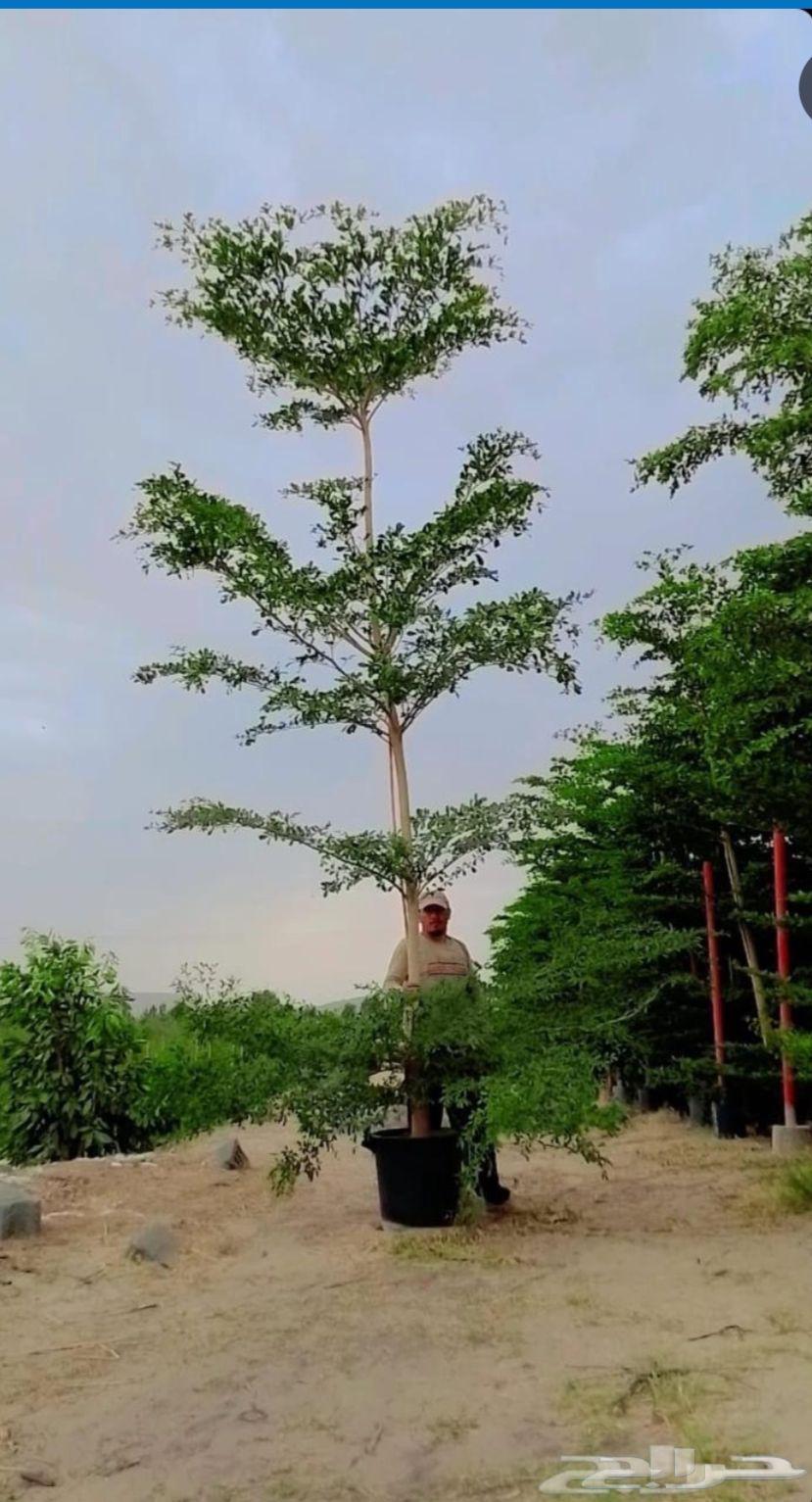 ياوج لدين جميع انواع المقاست اشجار64171622861059114