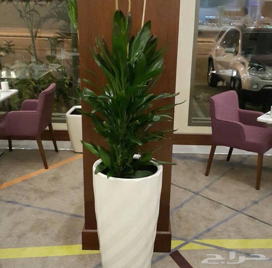 أبو محمد الصعيدي لتنسيق الحدائق والزراعة64172083221250113