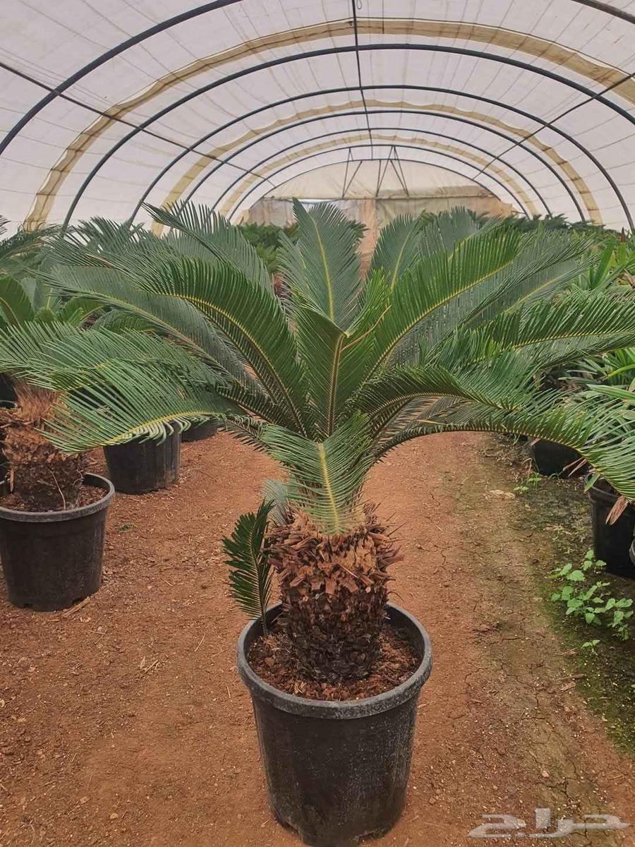 أبو محمد الصعيدي لتنسيق الحدائق والزراعة64172083221250110