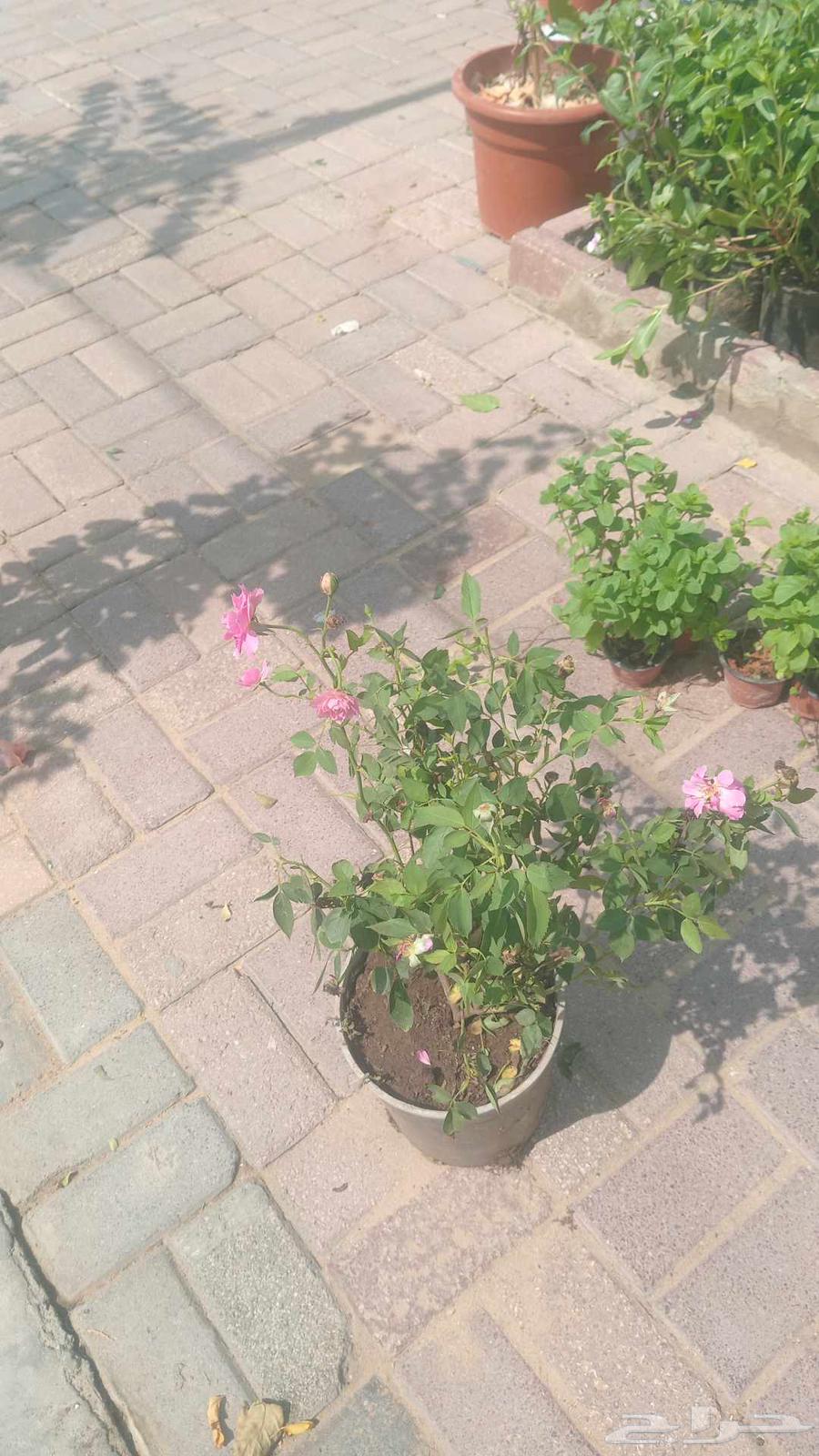 مشتل البستان تنسيق الحدايق وشبكات الرى64172307206145111