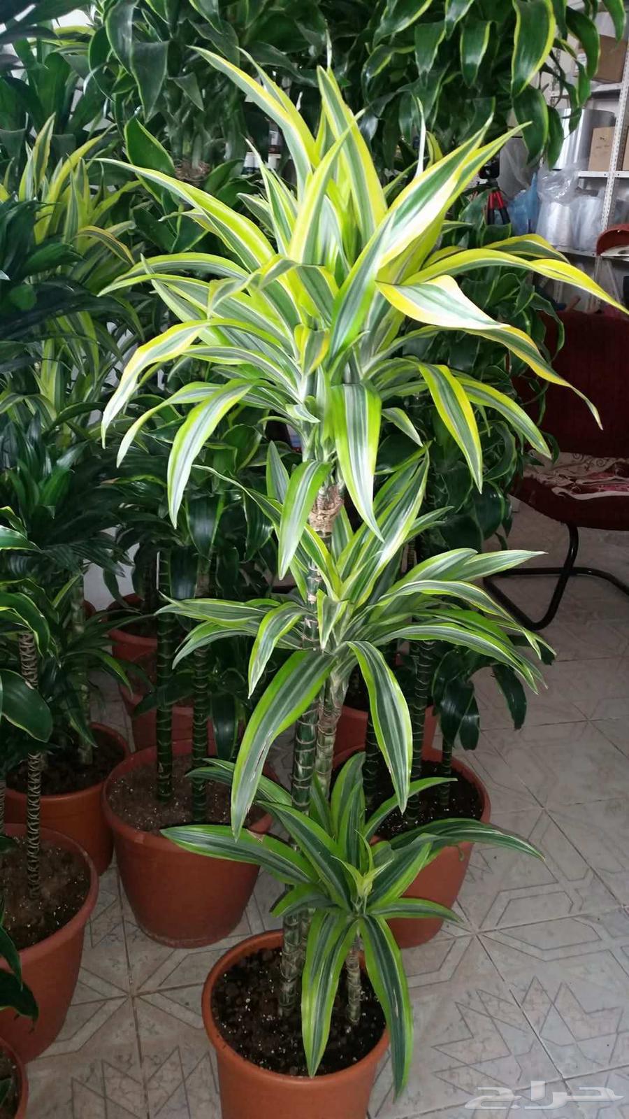 أبو محمد الصعيدي لتنسيق الحدائق والزراعة64172083221250111