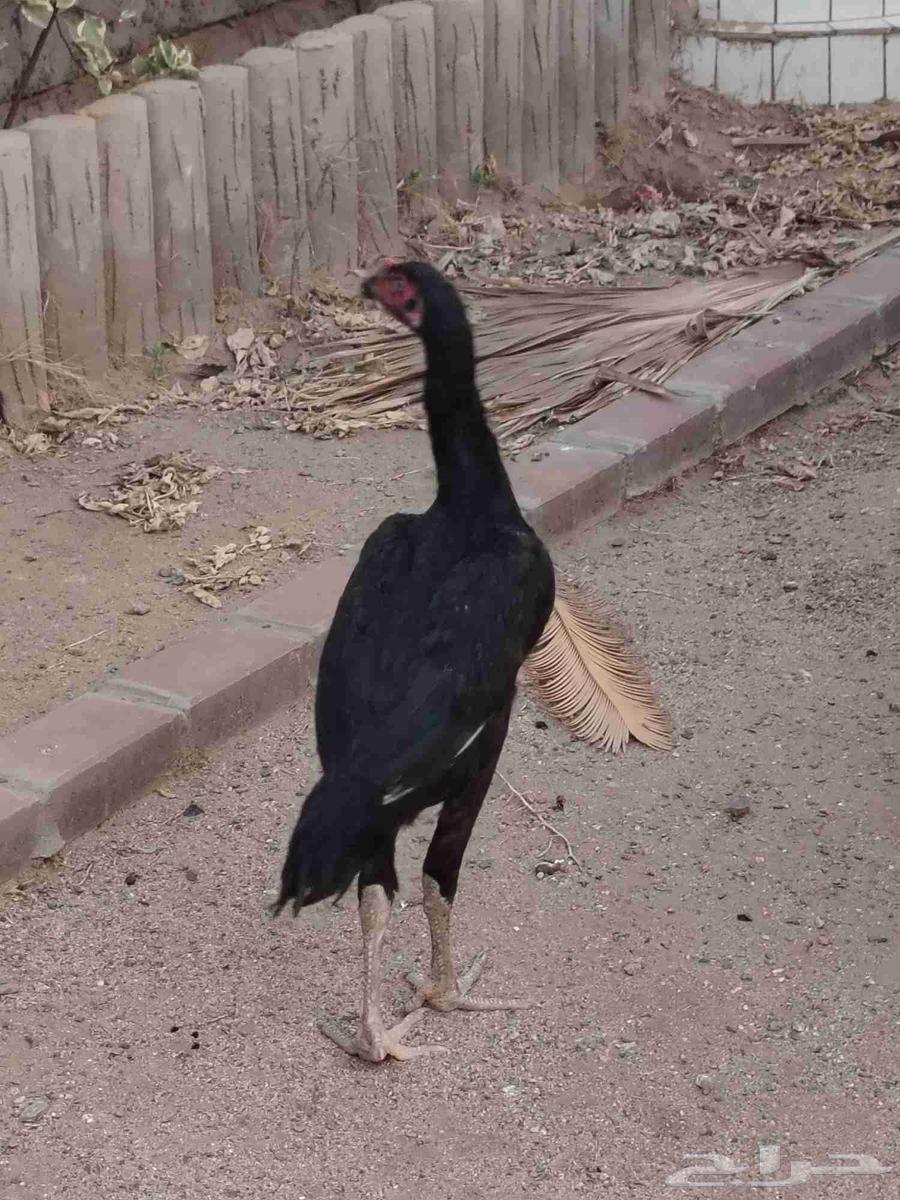 للبيع زوج شامو الماني64517733220354112