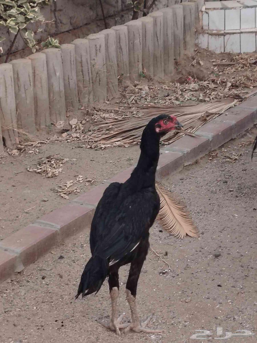 للبيع زوج شامو الماني64517733220354111