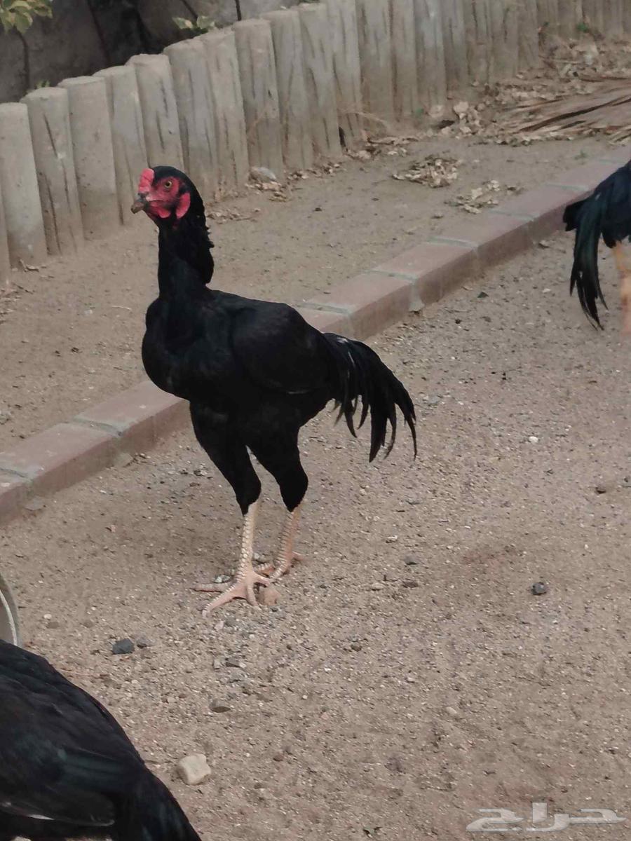 للبيع زوج شامو الماني64517733220354110