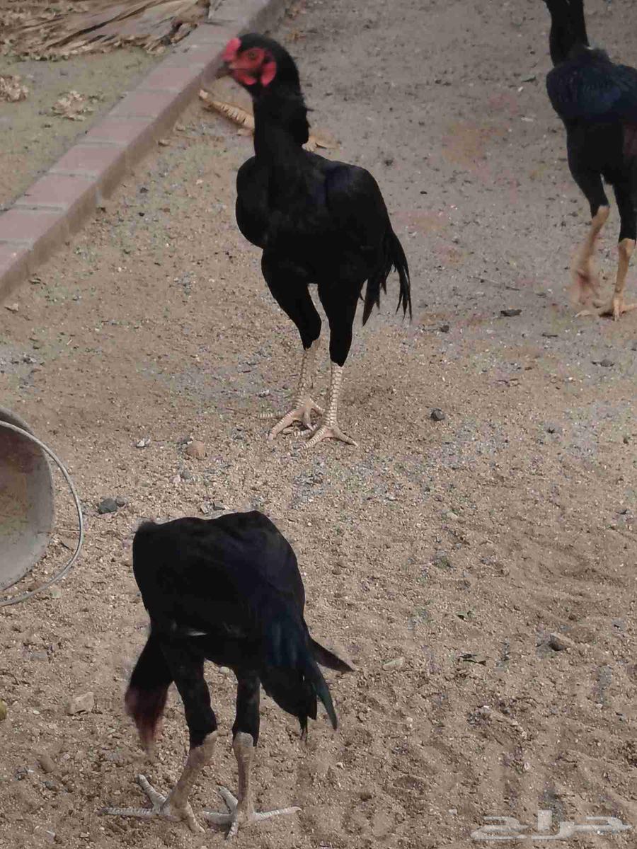 للبيع زوج شامو الماني64517733220354113