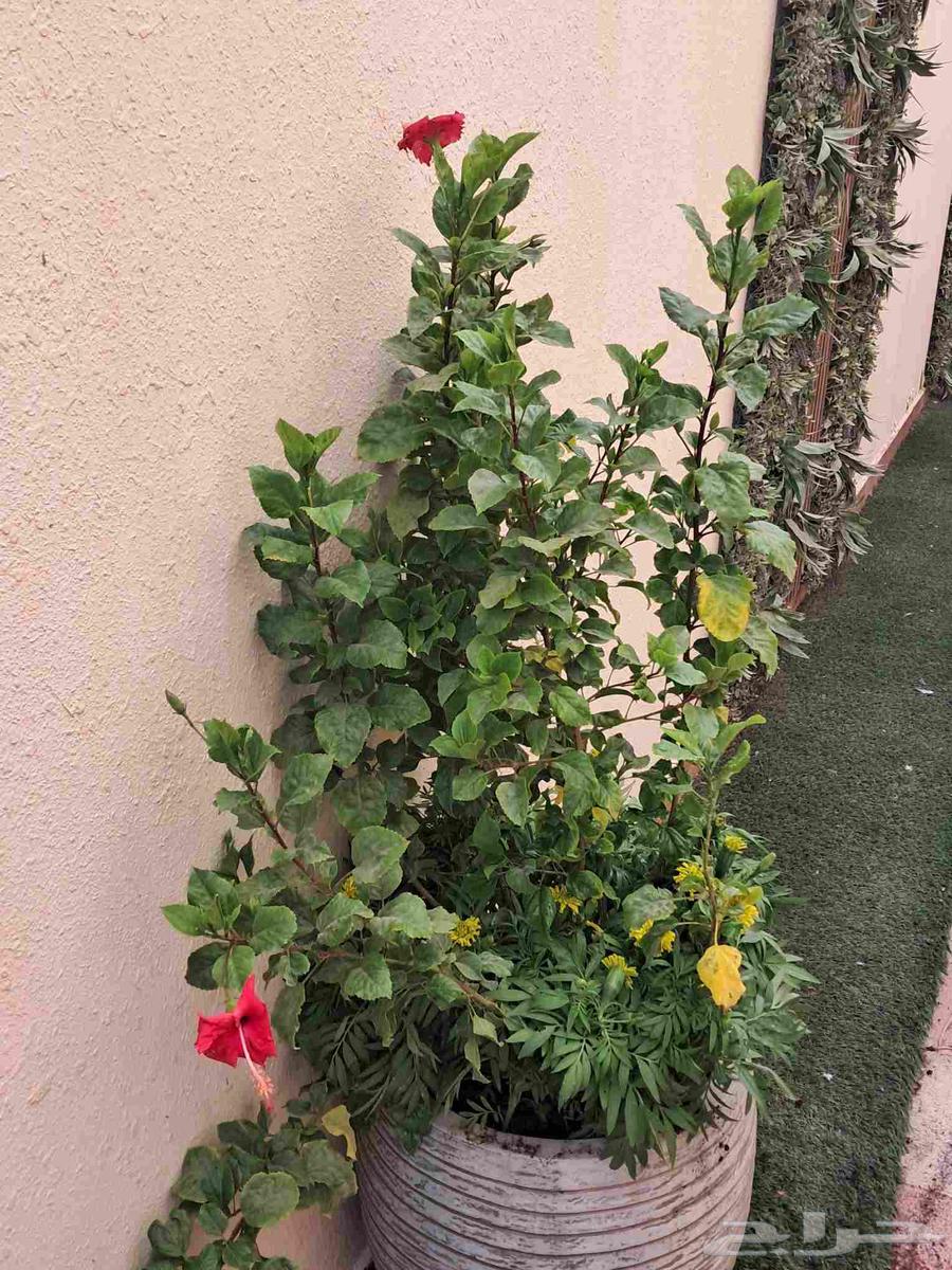 مشتل ابناء الصعيد64172083499905110