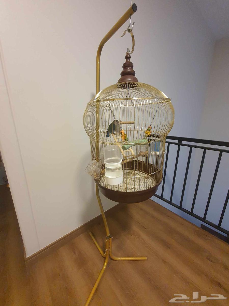 فروخ روز64515835847554114