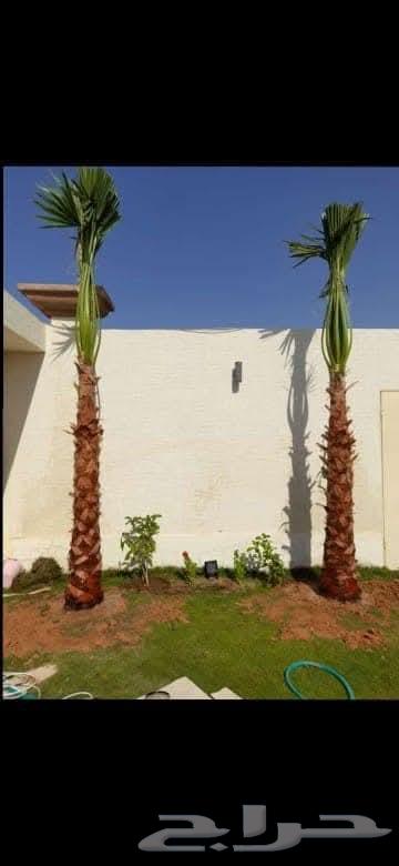 أبو محمد الصعيدي لتنسيق الحدائق والزراعة64172083221250112