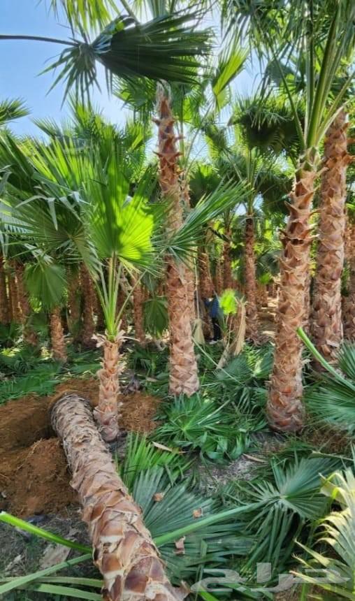 Al-Mashrif Al-Sharif for landscaping and planting64171860591618113