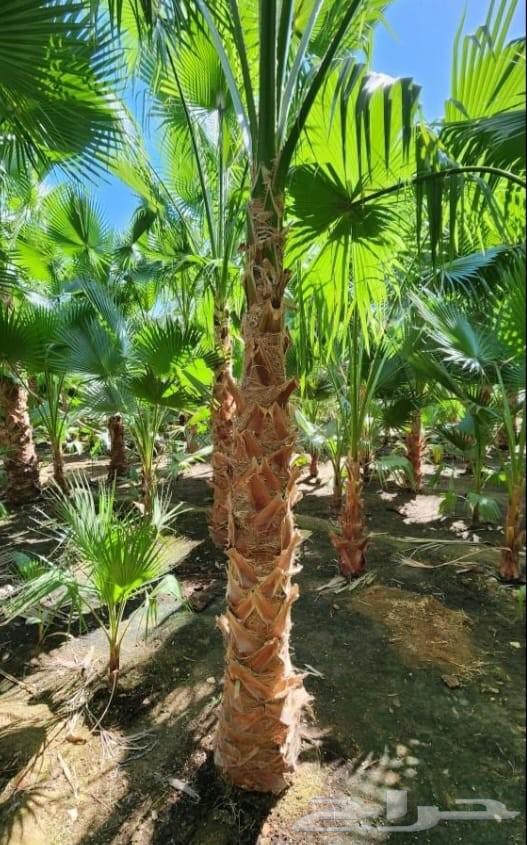 Al-Mashrif Al-Sharif for landscaping and planting64171860591618114