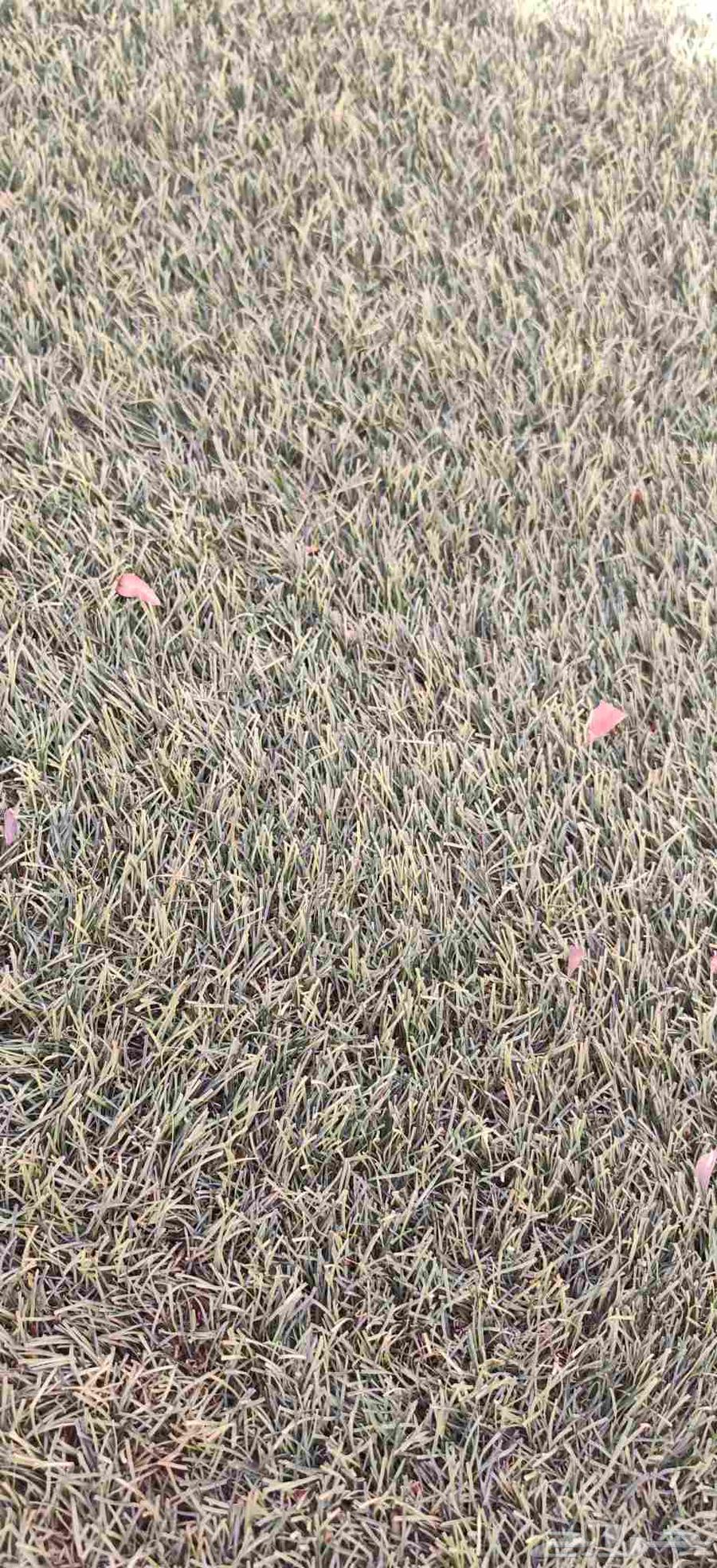 عشب صناعي إنجيله64172304032259112