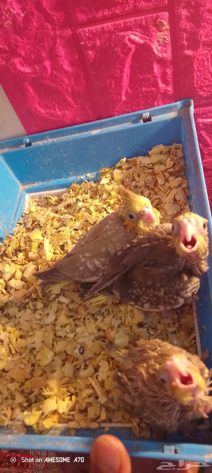 فروخ كروان غر64597029572994111