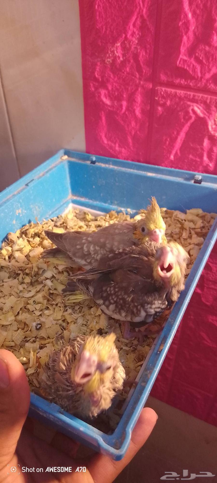 فروخ كروان غر64597029572994112