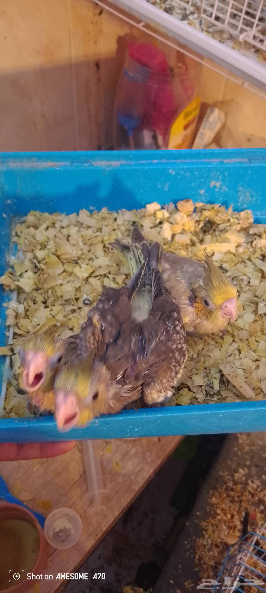 فروخ كروان غر64597029572994110