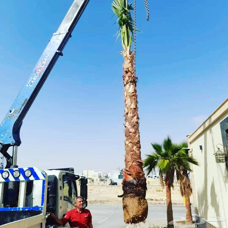 تنسيق حدائق الدمام نعمل لأجل خدماتكم64174613863426110