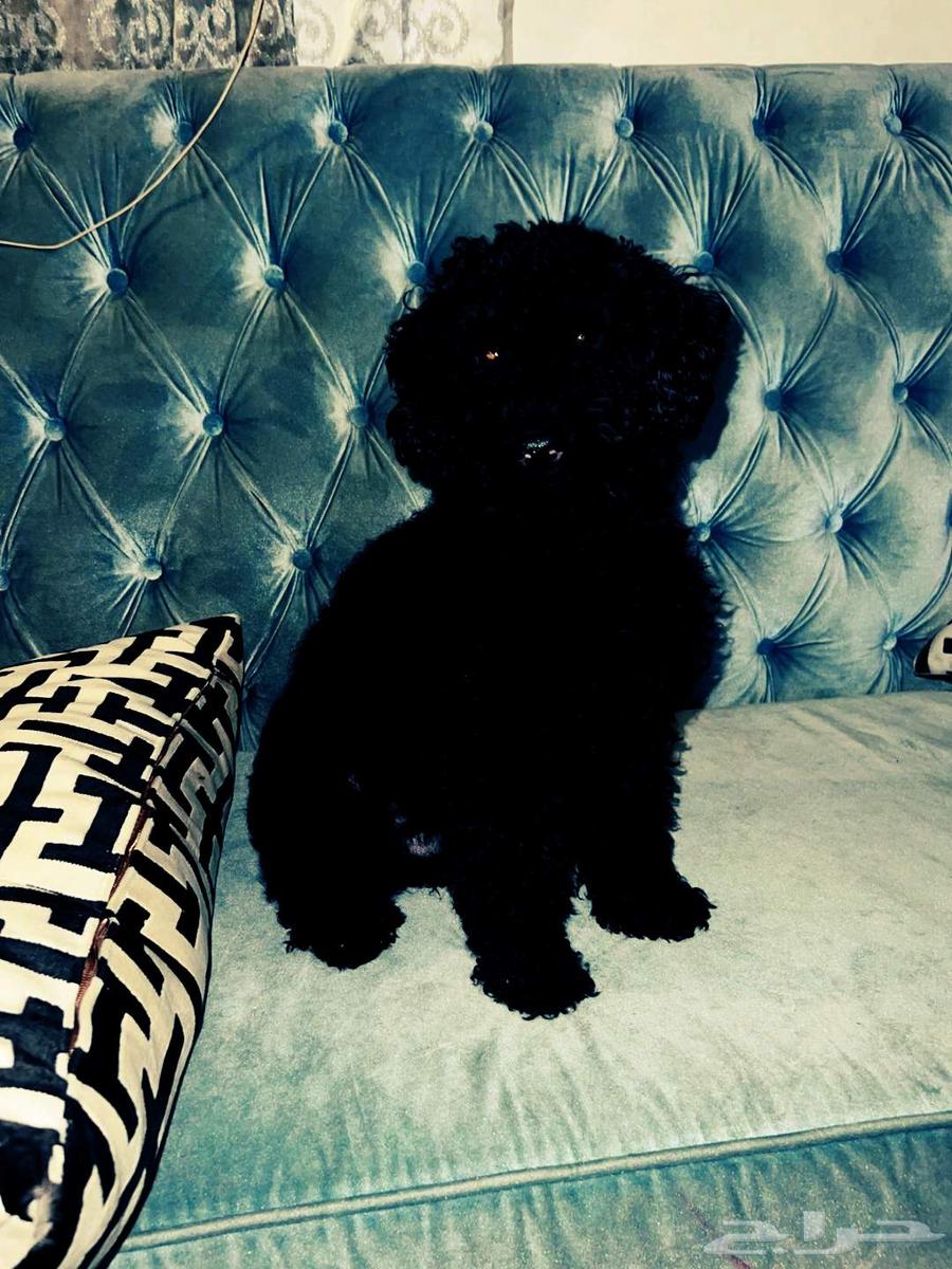 بودل للبيع بيور مستورد64607271224834111