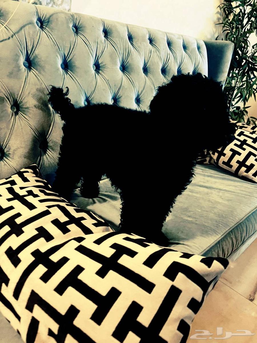 بودل للبيع بيور مستورد64607271224834110