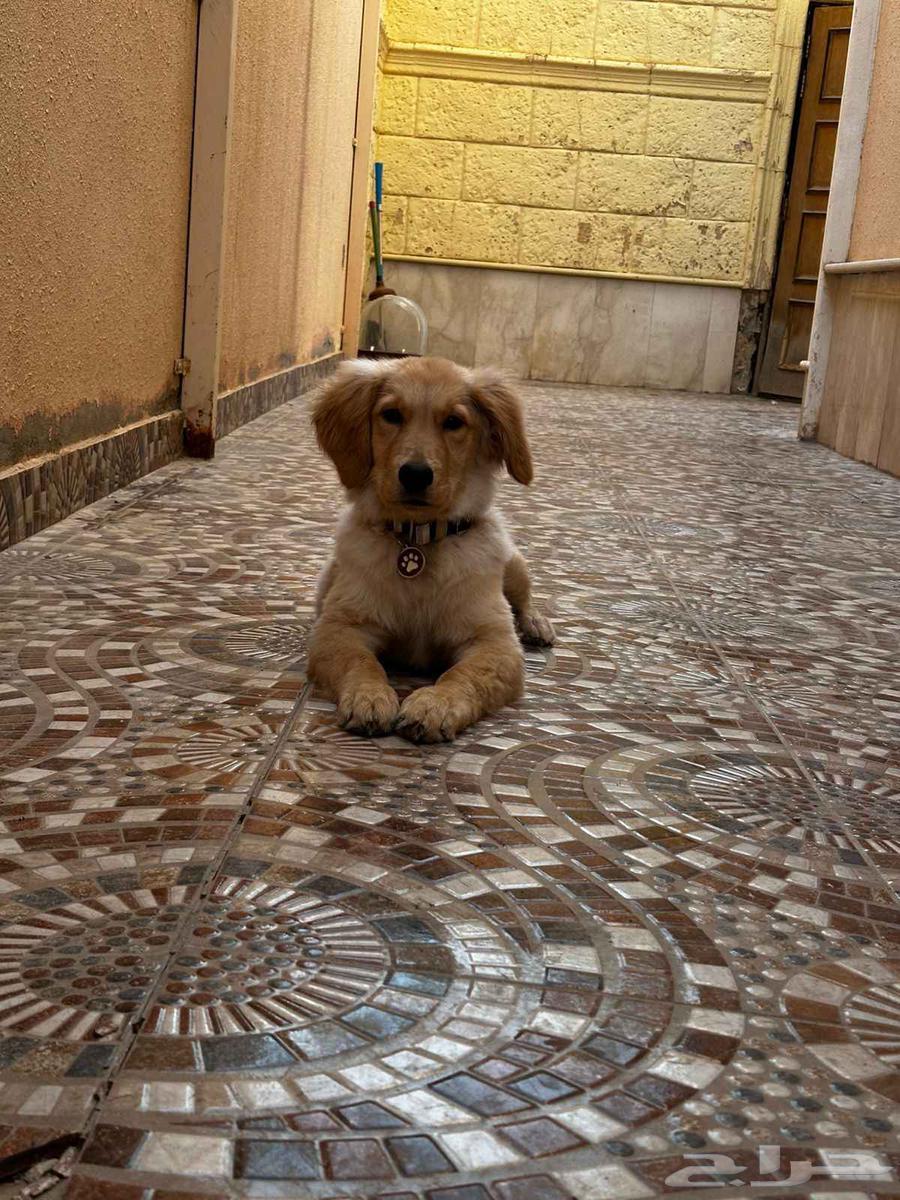 جولدن انثى مدربة للبيع64485806656257110