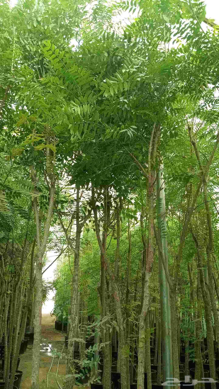 تنسيق حدائق وزرعه طبيعي64251460698754110