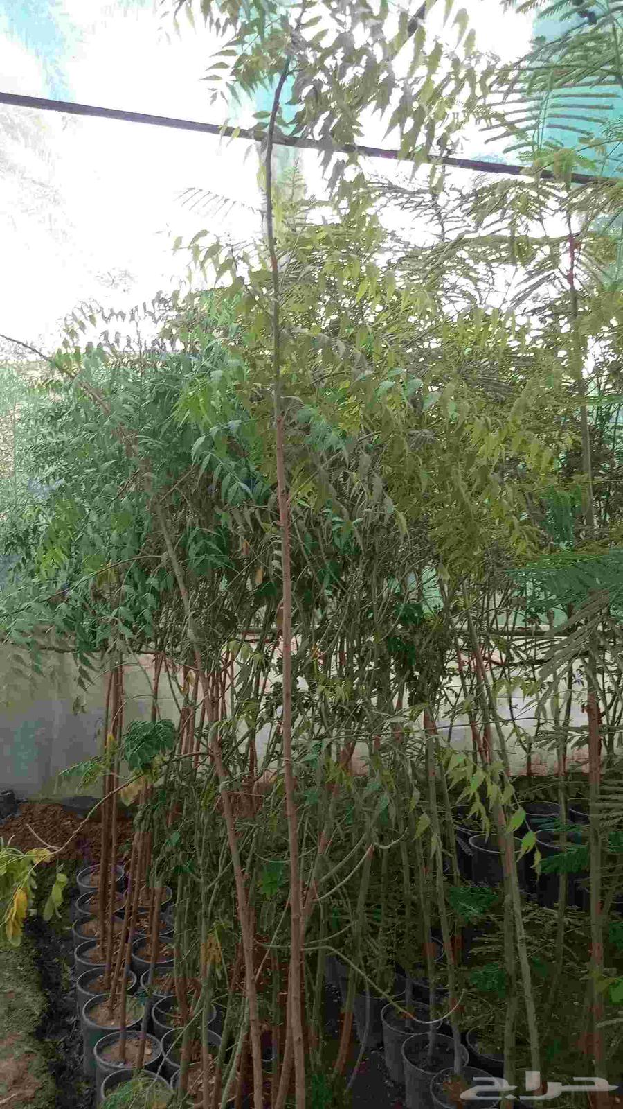 تنسيق حدائق وزرعه طبيعي64251460698754112