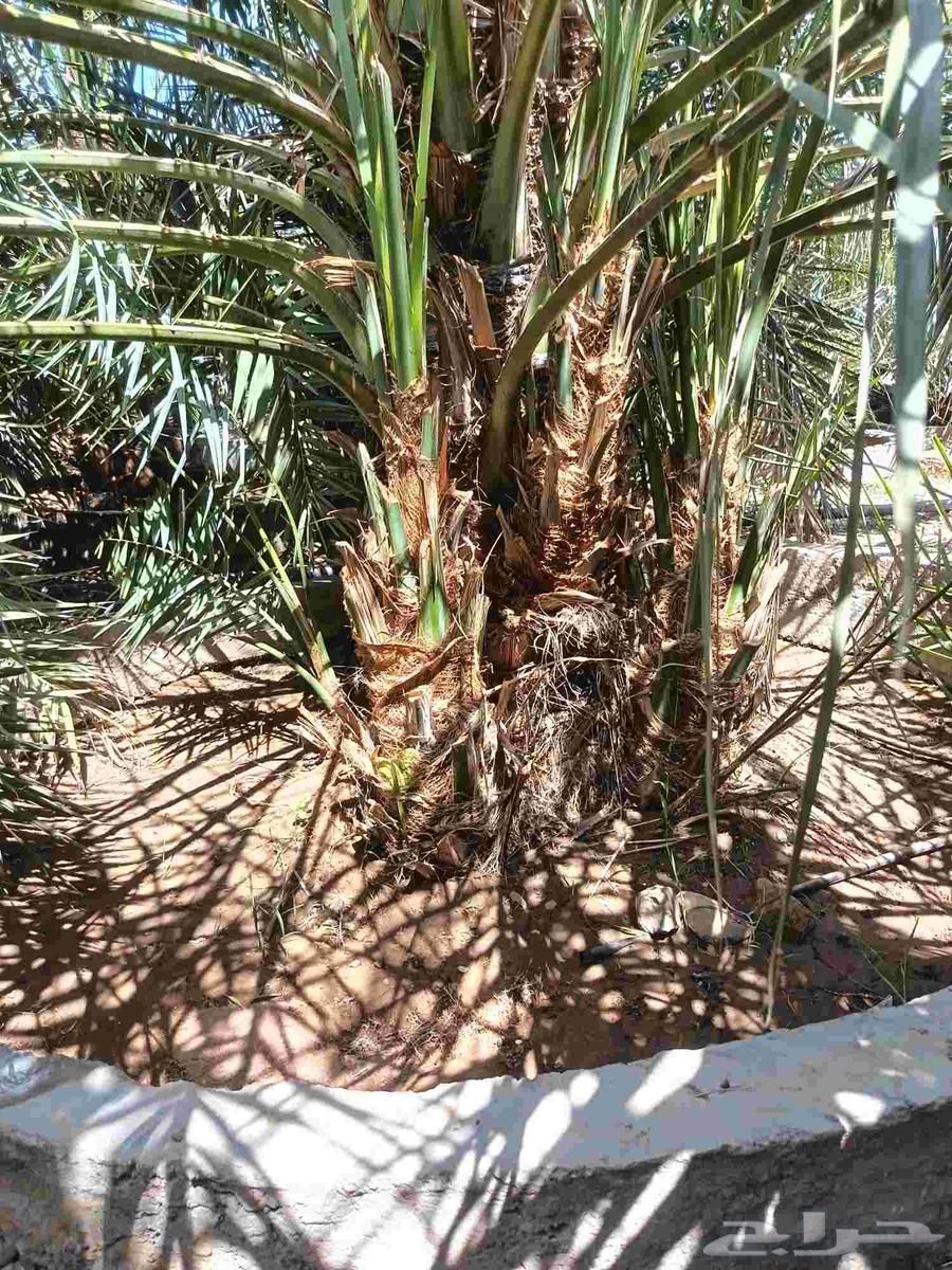 فسايل نخل للبيع64462855396610114